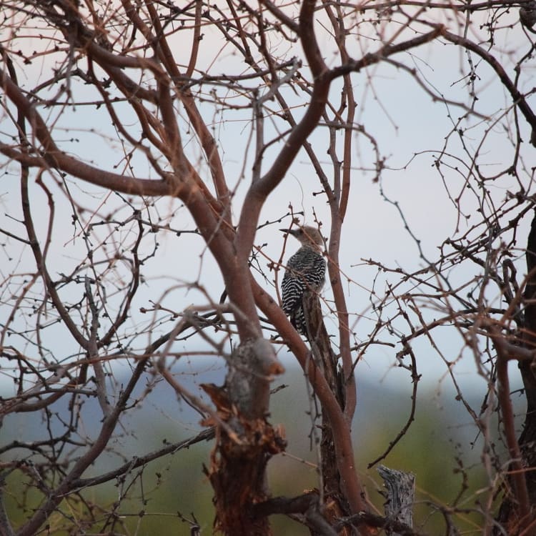 Photography Gallery by Damon – Tucson AZ